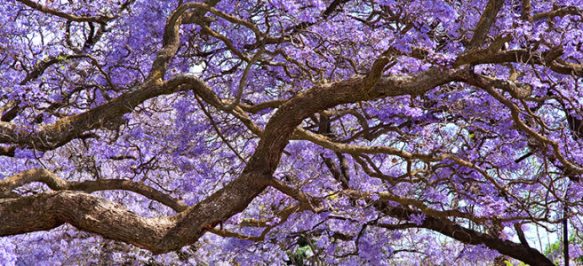 Jacaranda (1)